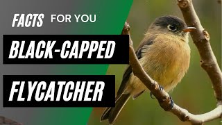 blackcapped flycatcher facts 🦜 endemic to highlands of Costa Rica 🇨🇷 and western Panama 🇵🇦 [upl. by Juliann]