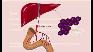 clase 6 glucogenogenesis [upl. by Eisdnyl]