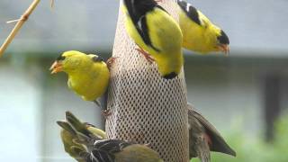 Goldfinches  Pine Siskins  Bird Feeder is PACKED Camano Island WA Enjoy [upl. by Savdeep333]