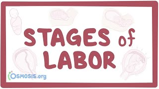 Stages of labor  physiology [upl. by Ynaffyt776]