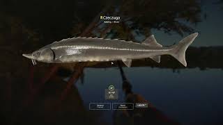 Russian Fishing 4  SURA RIVER  Trophy Sterlet  Catfish Volga zande Wild Carp   SPOT RF4 [upl. by Dareece]