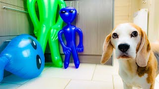 Dog Pranked with Alien Invasion Funny Beagle Louie [upl. by Amisoc]