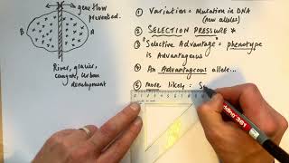 A level Biology  Allopatric vs Sympatric speciation [upl. by Dimo]