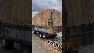 38 Tons Wood Chips Load Truck On Jetty truck shorts [upl. by Ardnuaet]