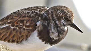 Turnstone Birds at Padstow [upl. by Nais]