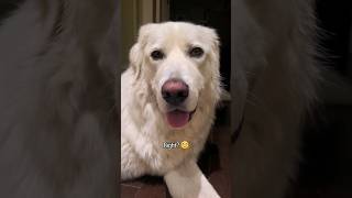 Whats pawfect dogmemes puppy sheepdog dogfood [upl. by Thissa353]