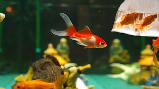 Fish acclimation How to properly acclimate new aquarium fish How to add a new fish to your fish tank [upl. by Ansilma]