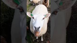 Goat meowin goat funny cute sheep animal [upl. by Arica]