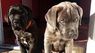 🐶 Get Ready to Melt CANE CORSO PUPPIES at Their Finest [upl. by Yddeg]