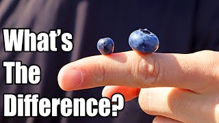 BILBERRY  How European Blueberries are Different than American Blueberries  Weird Fruit Explorer [upl. by Kippar828]