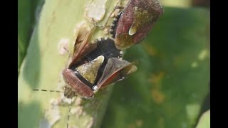 Bessenschildwants Dolycoris baccarum paring [upl. by Lyred174]