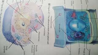 VACUOLES Class 9 [upl. by Amary]