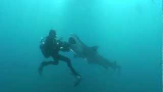 Amazing footage of tiger shark close encounter with diver [upl. by Ninerb4]