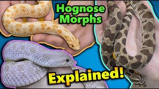 All About Hognose Snake Morphs [upl. by Eirac]