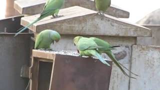 Roseringed  Indian Ringnck  Parakeets  1  Indira Park  Hyderabad [upl. by Adnopoz332]