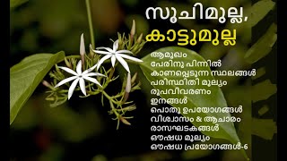 സൂചിമുല്ല  കാട്ടുമുല്ല  Jasminum malabaricum  Jasminum auriculatum Wild Jasmine Malabar Jasmine [upl. by Gerc163]