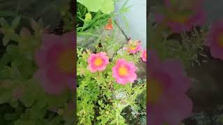 rose plant shortvideo trending viralvideo [upl. by Johen256]