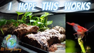 We added Shrimp to the Croc Skink Paludarium [upl. by Adnilreb]