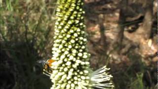 Blue Banded Bee  9 Nov 11flv [upl. by Breana33]