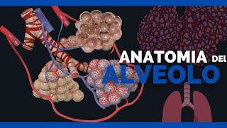 ✅ANATOMIA DEL ALVEOLO  Bronquiolo capilares alveolares y oxigeno  Anatomia en Enfermeria [upl. by Yanaton595]