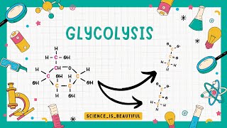 Glycolysis  Respiration in Plants [upl. by Thorfinn]