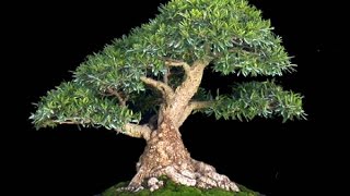 Podocarpus Bonsai Tree Care Guide [upl. by Ollehto]