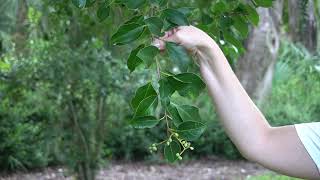 Privet Ligustrum  Invasive [upl. by Bilicki777]