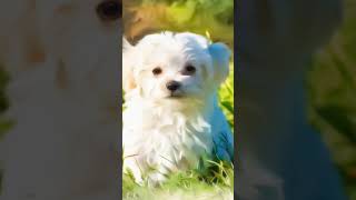 Maltese puppies for sale [upl. by Breech]