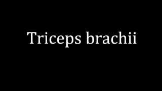 How to pronounce Triceps brachii [upl. by Mccarty87]