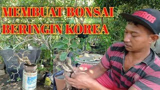 Cara membuat bonsai beringin korea [upl. by Zobe]