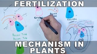 Fertilization Mechanism in Plants [upl. by Ahselrac363]