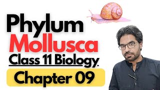 Phylum Mollusca General Characteristics and overview [upl. by Anyad73]