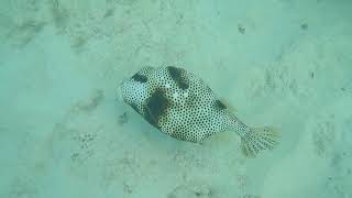 Spotted Trunkfish [upl. by Doti]