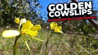 Golden Cowslip Orchids  An Adelaide Hills Rare Species [upl. by Eicaj]