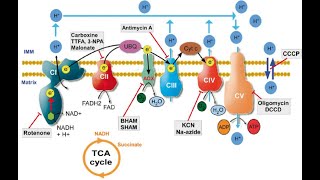 Inhibitors of electron transport chain Rotenone Amytal Antimycin carbonmonoxide cyanide [upl. by Amlas227]