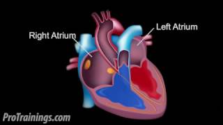 The Cardiac Conduction System [upl. by Keese]