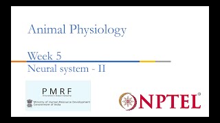 Neural system II PMRFNPTEL Session on Animal Physiologynoc24bt56 Week 5 [upl. by Llenyt]