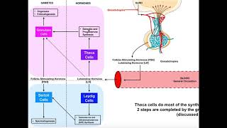 Specific Hormones  Functions of FSH and LH Gonadotropins [upl. by Allez]