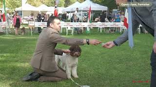 LAGOTTO ROMAGNOLO Open class females [upl. by Hayashi]