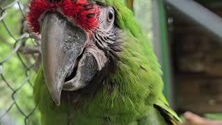 PAPAGO PARK CROATIA  EN Military macaw Ara militaris [upl. by Beryl167]