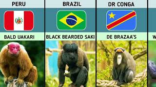 Monkey Breeds From Different Countries [upl. by Names]