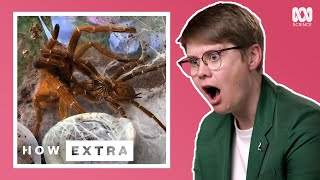 Five Strangest Mating Rituals In The Animal Kingdom  How Extra Love Edition  ABC Science [upl. by Shushan]