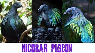 यह कौन सा कबूतर है  Nicobar Pigeon Amazing Facts in Hindi [upl. by Neemsaj]