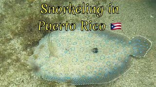 Exploring the Underwater Wonders of Puerto Rico [upl. by Aiehtela]