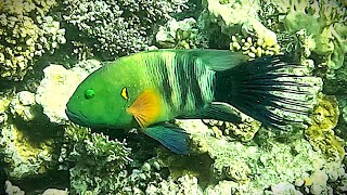 Broomtail wrasse Cheilinus lunulatus male and female 4K [upl. by Margaux]