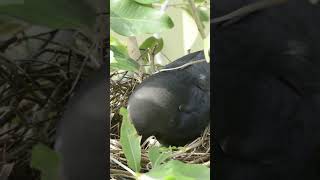 Crow Eggs on Nest [upl. by Millur]