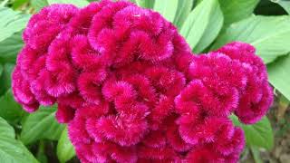 How to Grow Celosia [upl. by Ahcrop]