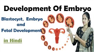 Pregnancy  Development of Embryo  In Hindi  NEET  Embryo development  NEET  MHTCET [upl. by Ledif467]