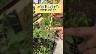 सब्जी जो आसानी से साल में कभी भी लगा सकते हैं Easy growing all season vegetable for new gardeners [upl. by Ahsiek]