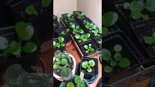 African violet Seedlings Update [upl. by Ilyk260]